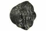 Wide, Enrolled Pedinopariops Trilobite #171570-2